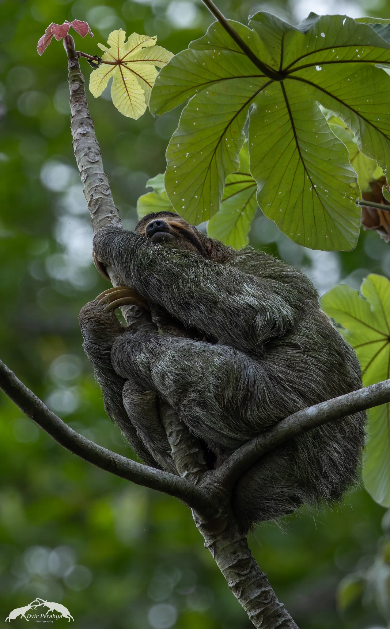 Costa Rica Wildlife